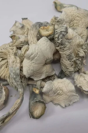Avery Albino Magic Mushroom