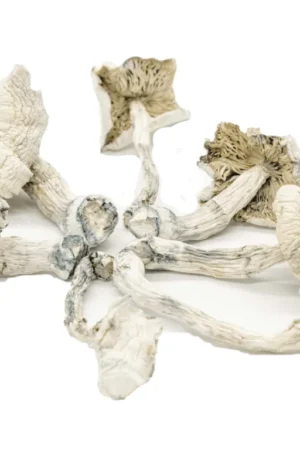 Albino Cambodian Psilocybe Cubensis
